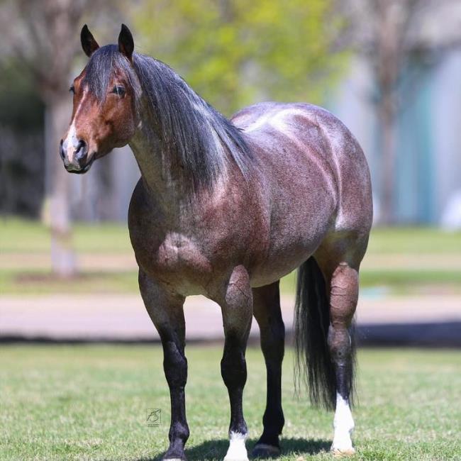 Top Roping Sires of 2022 AQHA